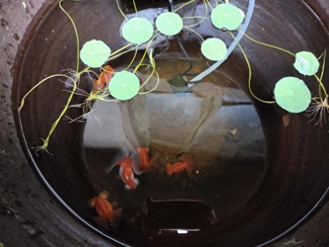 壽命長好養的觀賞魚_什么觀賞魚壽命長好養耐活_觀賞壽命耐養活魚長得快嗎