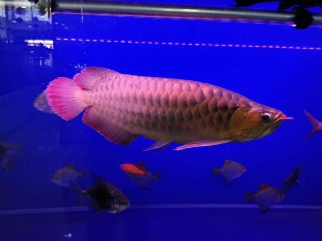 壽命長好養的觀賞魚_觀賞壽命耐養活魚長得快嗎_什么觀賞魚壽命長好養耐活