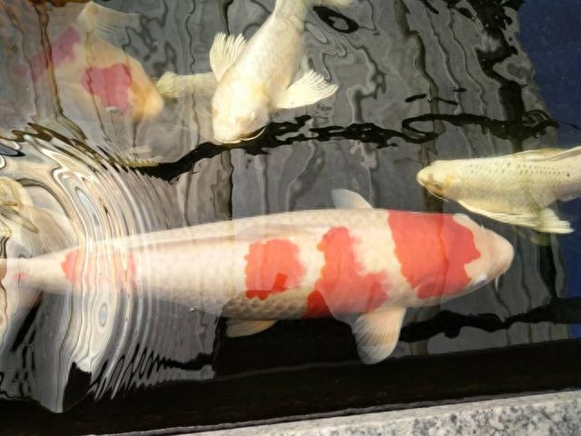 壽命長好養的觀賞魚_觀賞壽命耐養活魚長得快嗎_什么觀賞魚壽命長好養耐活