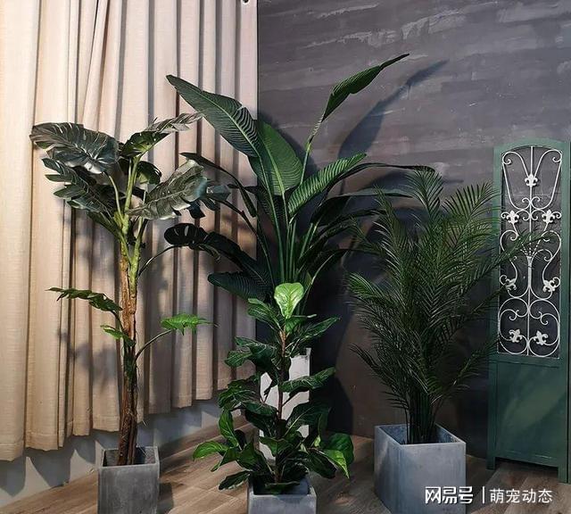 大而深的花盆適合養什么花？教你預防積水爛根的辦法