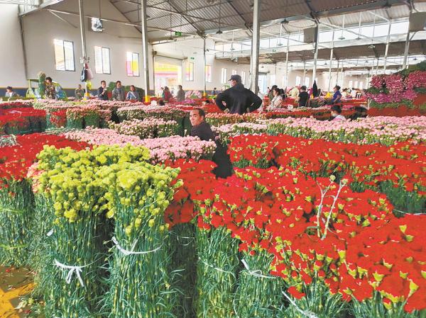 “云花”在昆明斗南美麗綻放