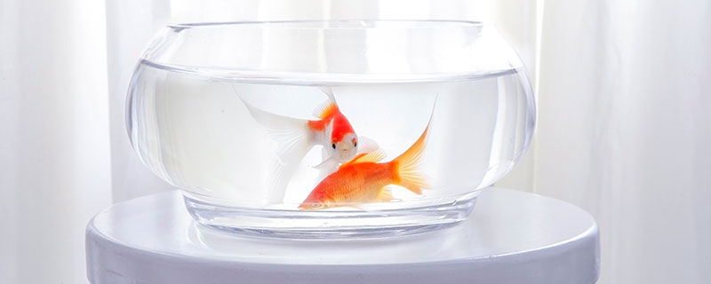 怎樣飼養(yǎng)淡水觀賞魚(yú) 淡水魚(yú)怎么養(yǎng)
