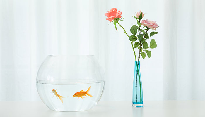 怎樣飼養(yǎng)淡水觀賞魚 淡水魚怎么養(yǎng)
