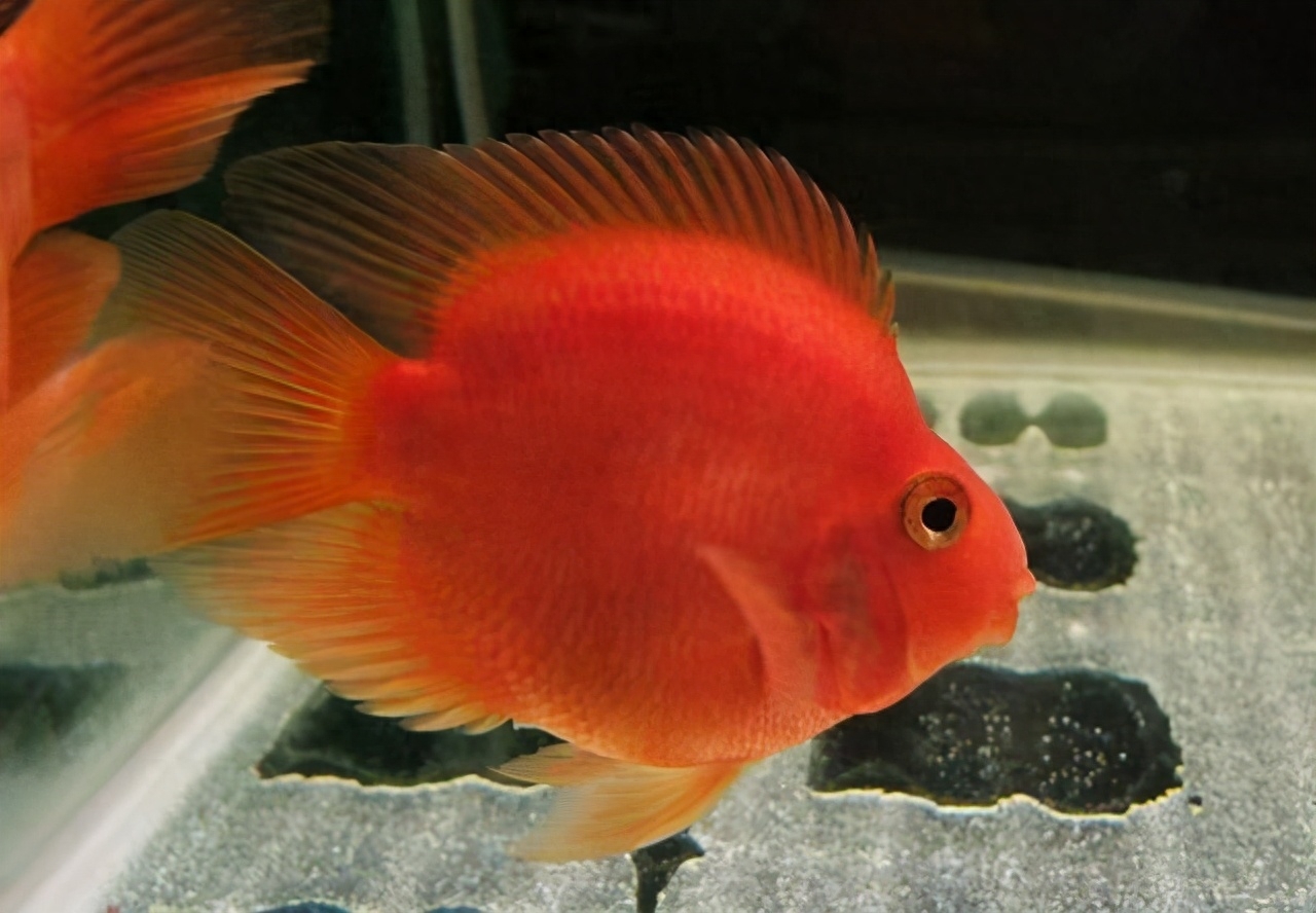 給新魚友們提供一個思路，或許下列這些觀賞魚，反而更容易飼養