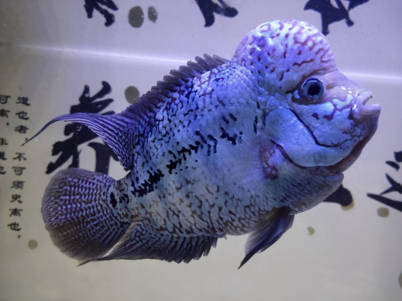 什么觀賞魚壽命長好養耐活_什么觀賞魚壽命長好養耐活_什么觀賞魚壽命長好養耐活