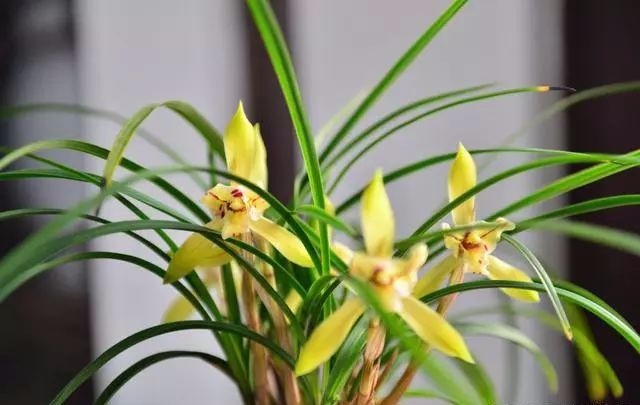 適合種家里的花_家庭適合養(yǎng)花_適合家里養(yǎng)的18種花
