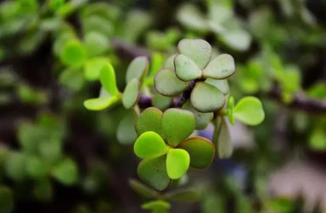 適合種家里的花_適合家里養(yǎng)的18種花_家庭適合養(yǎng)花
