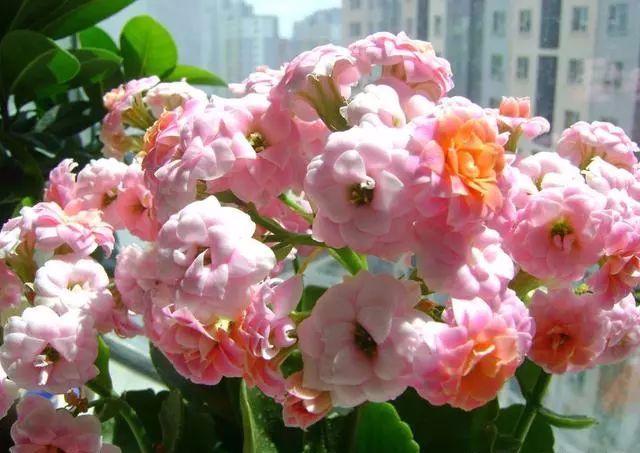 適合家里養(yǎng)的18種花_家庭適合養(yǎng)花_適合種家里的花