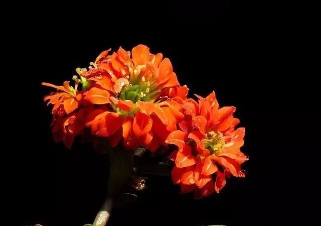 適合種家里的花_適合家里養(yǎng)的18種花_家庭適合養(yǎng)花