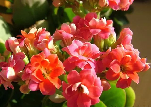 適合種家里的花_適合家里養(yǎng)的18種花_家庭適合養(yǎng)花
