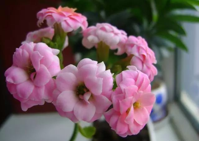 家庭適合養(yǎng)花_適合家里養(yǎng)的18種花_適合種家里的花