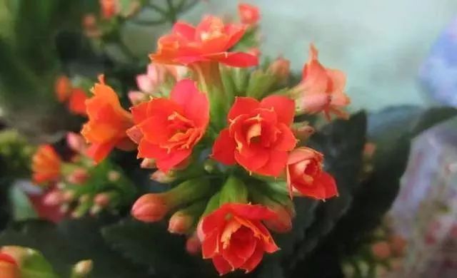 家庭適合養(yǎng)花_適合種家里的花_適合家里養(yǎng)的18種花