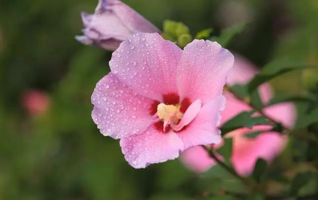 適合種家里的花_家庭適合養(yǎng)花_適合家里養(yǎng)的18種花