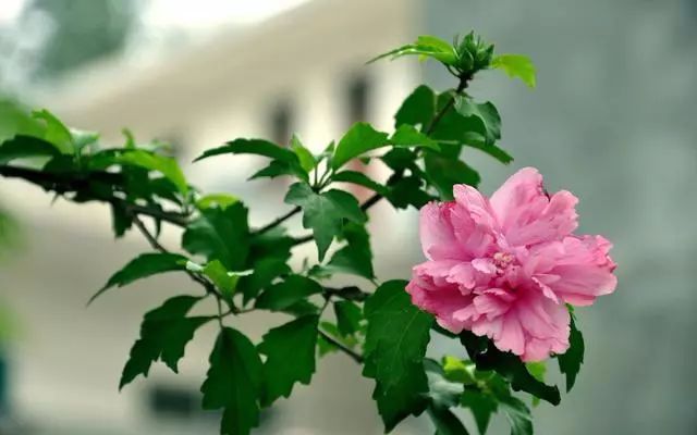 適合種家里的花_家庭適合養(yǎng)花_適合家里養(yǎng)的18種花