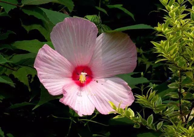 適合種家里的花_適合家里養(yǎng)的18種花_家庭適合養(yǎng)花