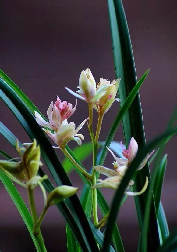 適合家里養(yǎng)的18種花_適合種家里的花_家庭適合養(yǎng)花