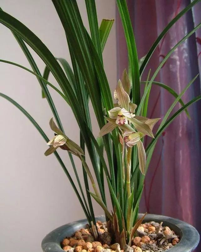 適合家里養(yǎng)的18種花_家庭適合養(yǎng)花_適合種家里的花