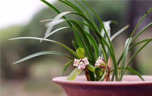 適合家里養(yǎng)的18種花_適合種家里的花_家庭適合養(yǎng)花