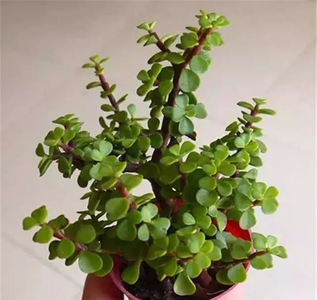 適合家里養(yǎng)的18種花_適合種家里的花_家庭適合養(yǎng)花