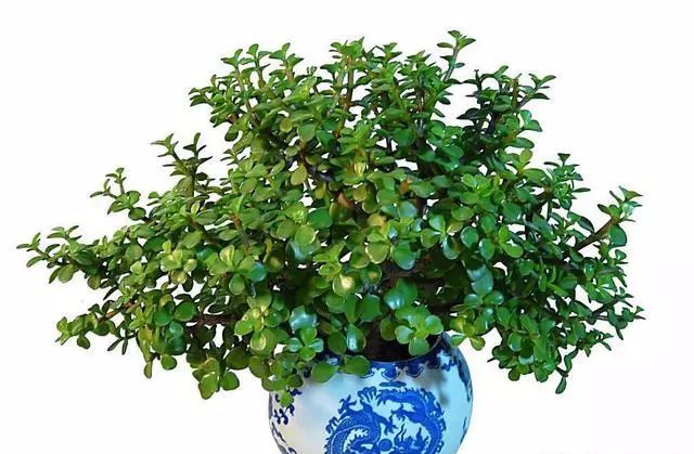 適合家里養(yǎng)的18種花_家庭適合養(yǎng)花_適合種家里的花