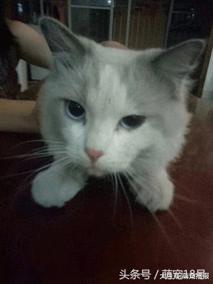 出門遛狗，牧羊犬叼回一只布偶貓，給自己找的老婆？