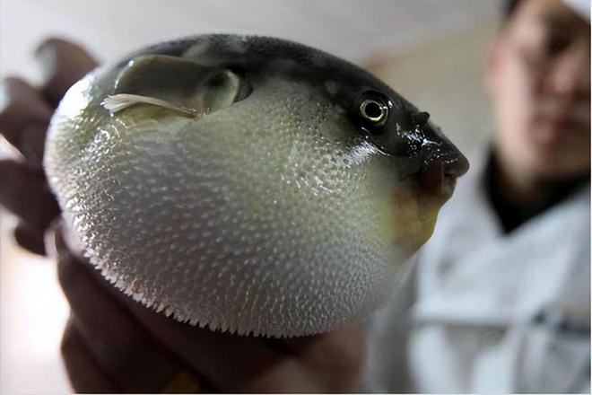 如何養(yǎng)河豚觀賞魚(yú)_河豚觀賞魚(yú)的飼養(yǎng)方法_觀賞河豚魚(yú)怎么養(yǎng)