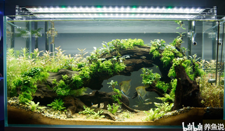 觀賞魚缸視頻_視頻觀賞魚缸怎么擺放_視頻觀賞魚缸怎么做