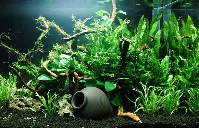 魚(yú)缸水出現(xiàn)白濁、黃水、綠水該怎樣恢復(fù)清澈？