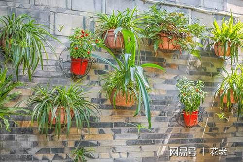 花卉盆栽市場前景_花卉市場 盆栽_花卉盆栽市場分析