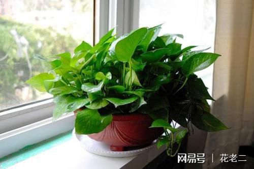花卉盆栽市場分析_花卉盆栽市場前景_花卉市場 盆栽