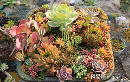 花卉盆栽市場前景_花卉市場 盆栽_花卉盆栽市場分析
