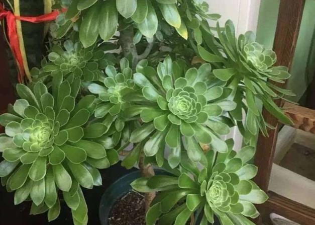 多肉綠法師和綠羊絨的區別_多肉植物綠羊絨法師_法師綠羊絨多肉怎么養