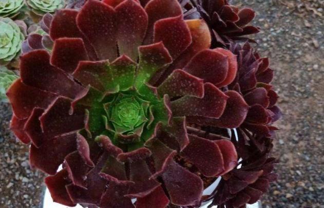 多肉植物綠羊絨法師_法師綠羊絨多肉怎么養_多肉綠法師和綠羊絨的區別