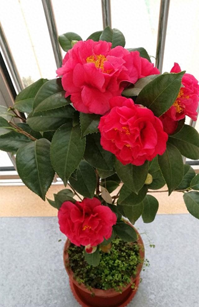 花期最長耐熱耐寒的花排名_花期長耐熱耐寒又好養的花卉_花卉花期耐熱耐寒養長好不好