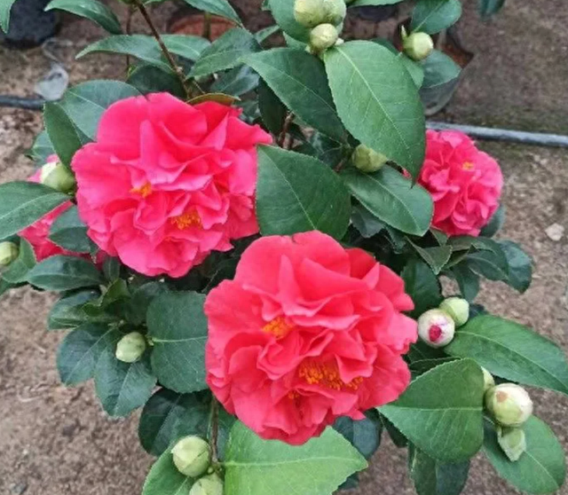 花卉花期耐熱耐寒養長好不好_花期長耐熱耐寒又好養的花卉_花期最長耐熱耐寒的花排名