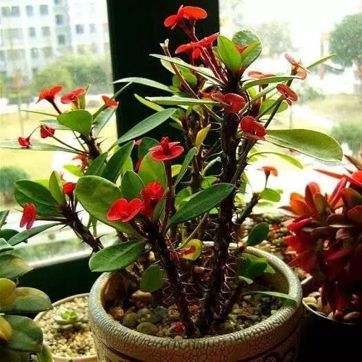 此花是名副其實的開花機器，耐寒又耐熱，好看又好養(yǎng)