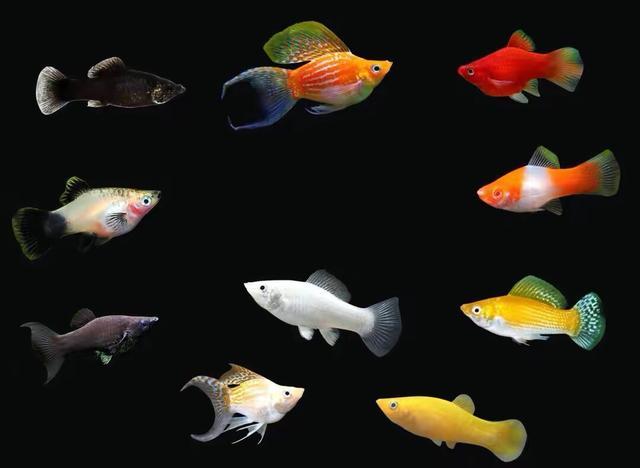 觀賞魚大全_觀賞魚大全圖片及名稱