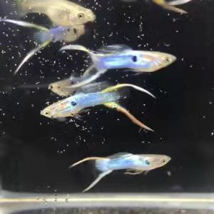 有一種熱帶觀賞魚在小魚缸里不管養多長時間_熱帶魚缸養多少條魚_熱帶觀賞魚缸多長養魚種魚好