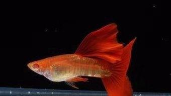 熱帶觀賞魚缸多長養魚種魚好_有一種熱帶觀賞魚在小魚缸里不管養多長時間_熱帶魚缸養多少條魚