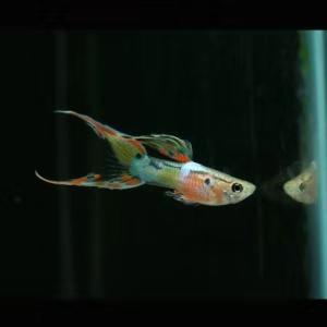 熱帶觀賞魚缸多長養魚種魚好_有一種熱帶觀賞魚在小魚缸里不管養多長時間_熱帶魚缸養多少條魚
