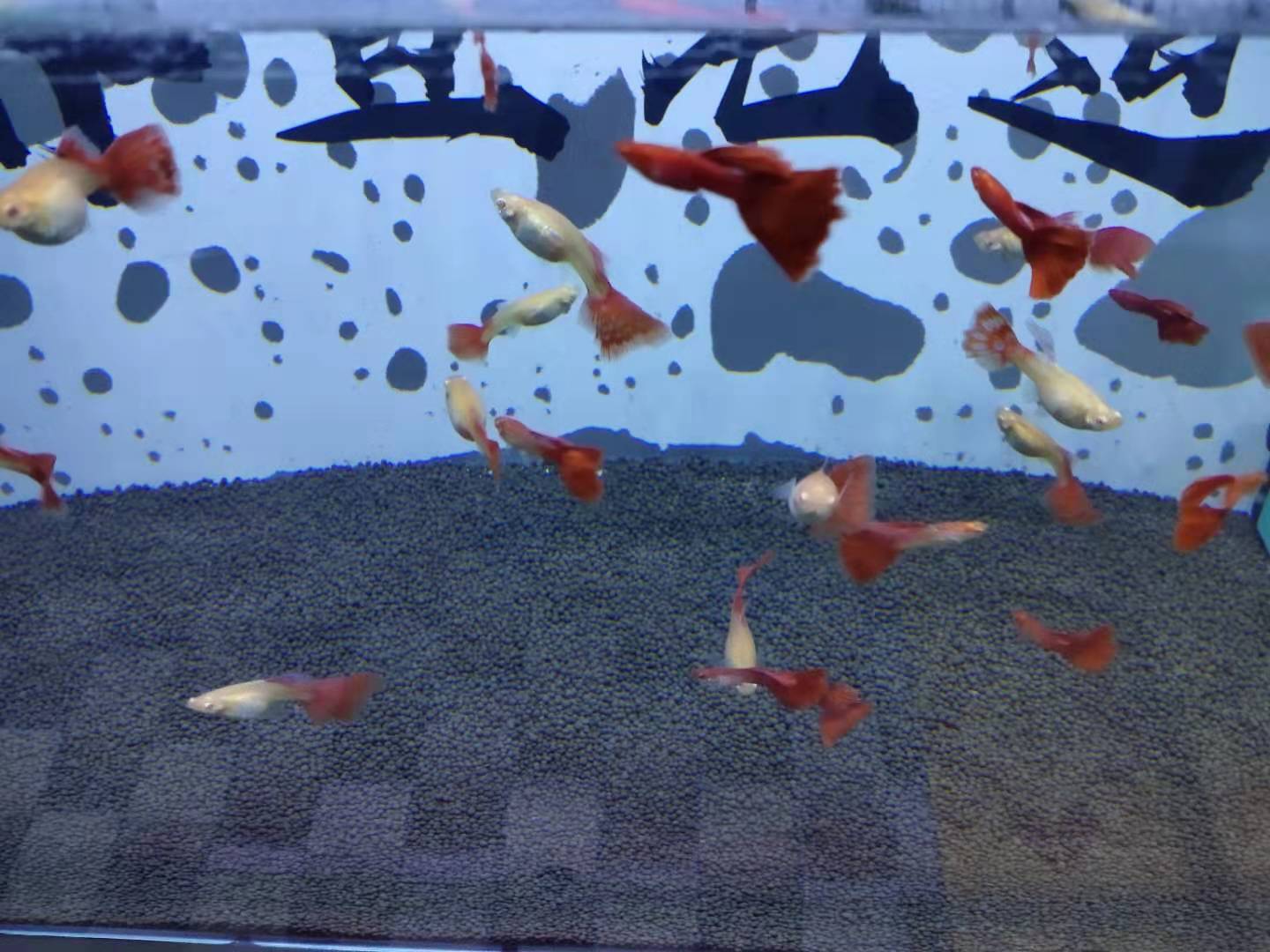 有一種熱帶觀賞魚在小魚缸里不管養多長時間_熱帶觀賞魚缸多長養魚種魚好_熱帶魚缸養多少條魚