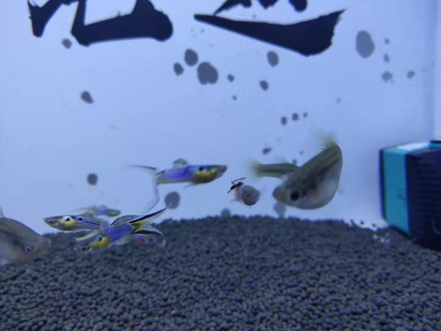 熱帶觀賞魚缸多長養魚種魚好_熱帶魚缸養多少條魚_有一種熱帶觀賞魚在小魚缸里不管養多長時間