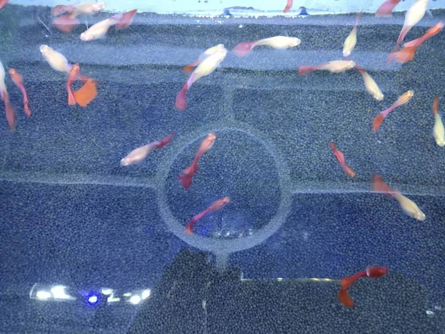 熱帶魚缸養多少條魚_熱帶觀賞魚缸多長養魚種魚好_有一種熱帶觀賞魚在小魚缸里不管養多長時間