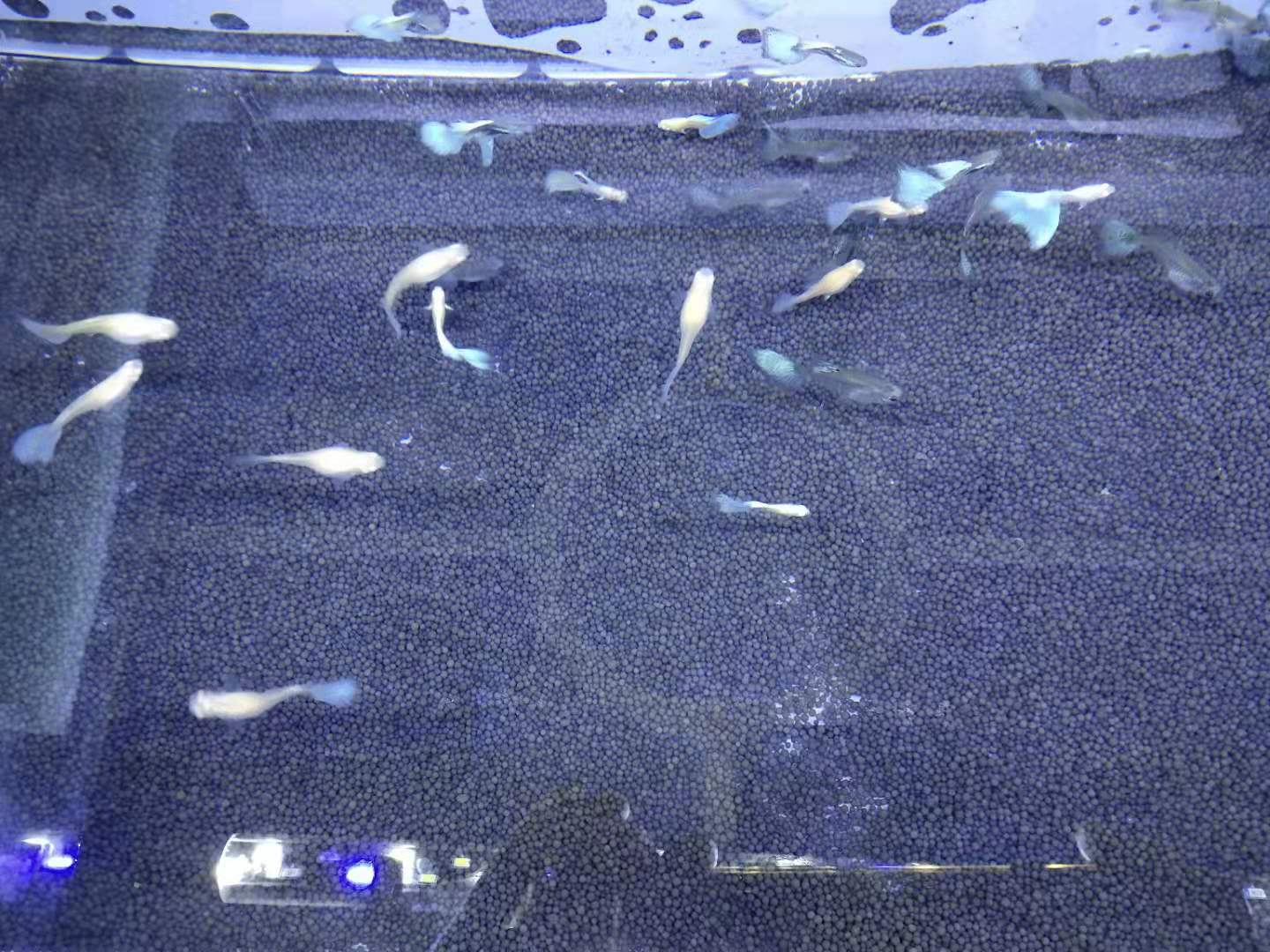 熱帶觀賞魚缸多長養魚種魚好_熱帶魚缸養多少條魚_有一種熱帶觀賞魚在小魚缸里不管養多長時間