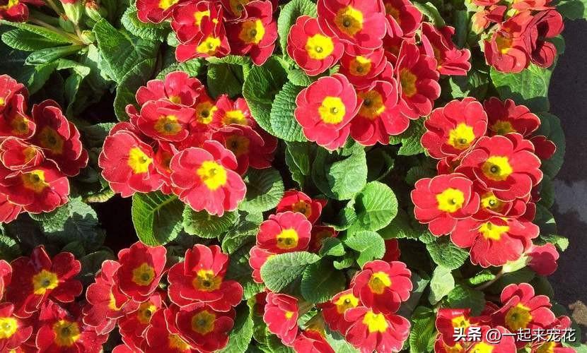 號稱“開花機器”的3種漂亮花，都是顏值擔