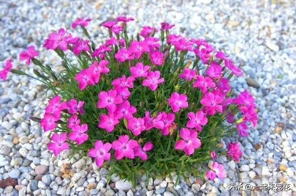 陽臺適合種花_陽臺養適合花上盆的花_陽臺上適合養什么花