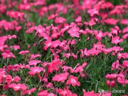 陽臺上適合養什么花_陽臺養適合花上盆的花_陽臺適合種花
