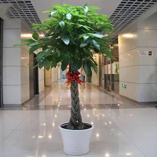 客廳養植物適合耐陰還是耐濕_適合客廳養的耐陰綠植_適合客廳養的耐陰植物