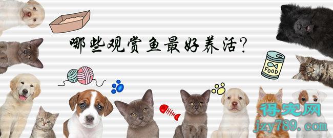 哪些觀賞魚最好養活？(哪些觀賞魚最好養活