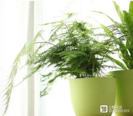 室內養什么花好_室內養花好處和壞處_室內養花好嗎
